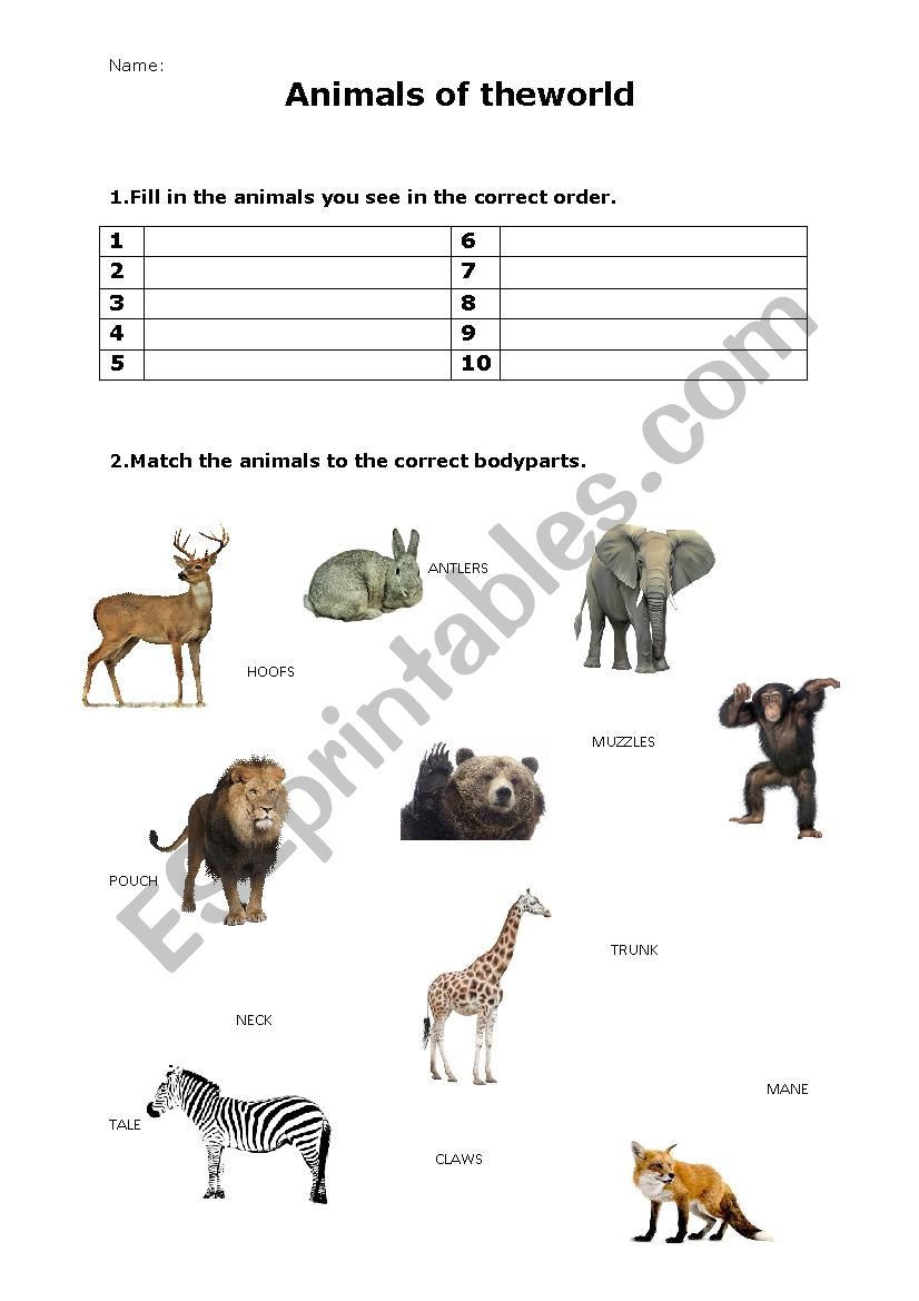 animals of the world worksheet