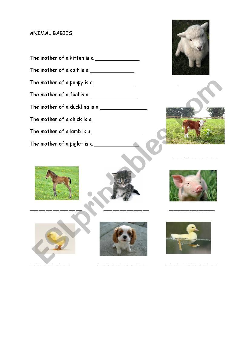 Baby animals worksheet
