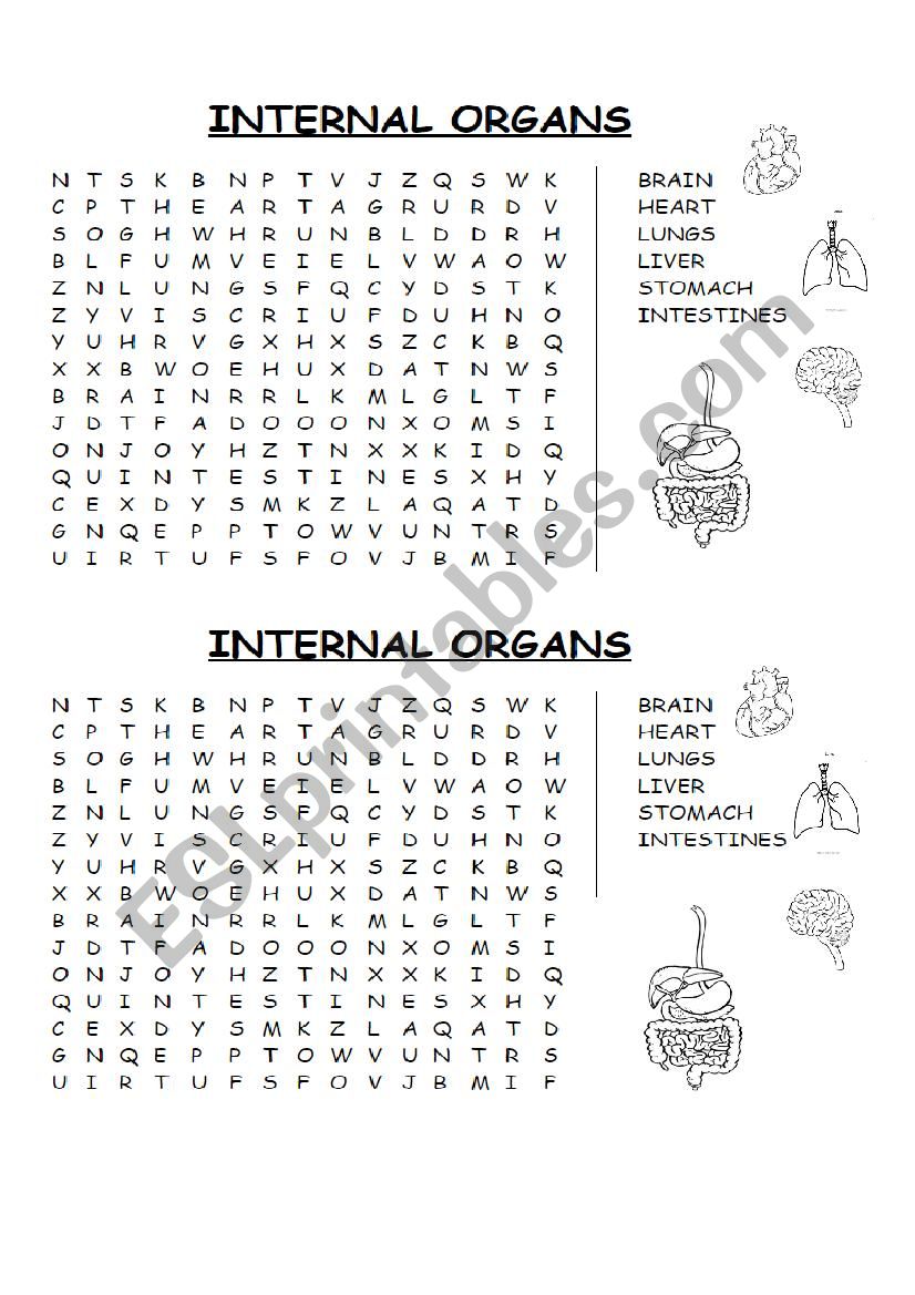 Internal organs worksheet