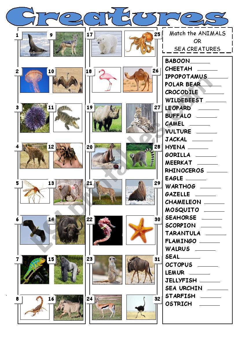 Creatures of land and sea  worksheet