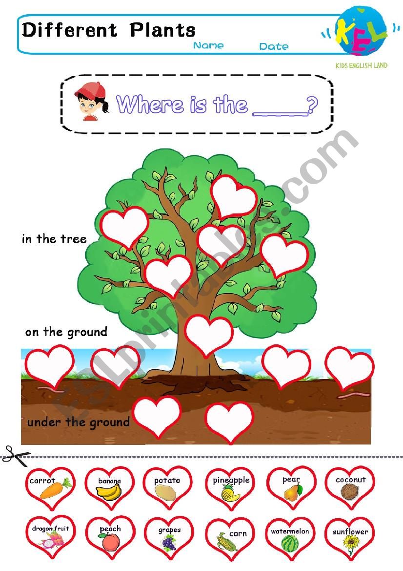 Where does the plant grow worksheet