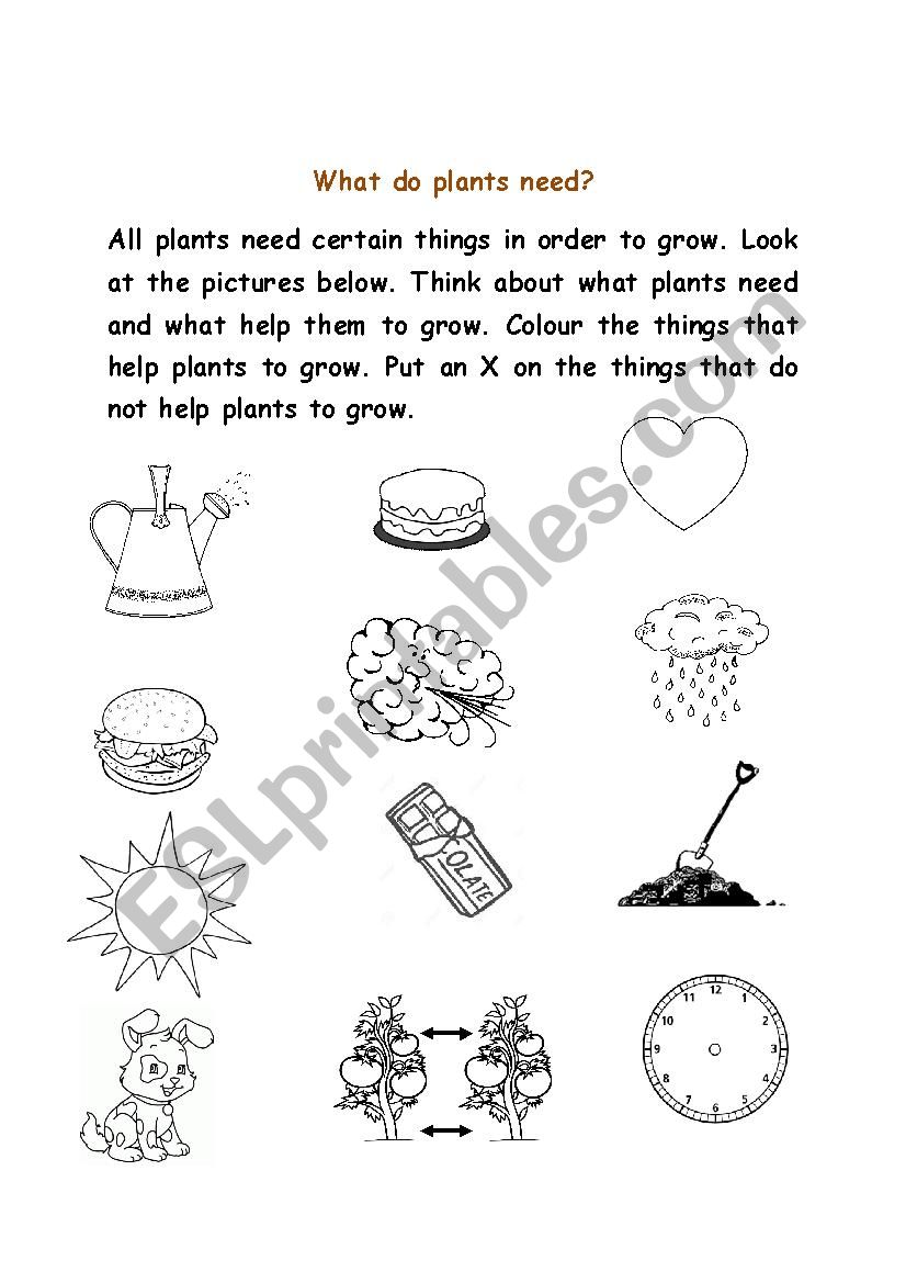 what do plants need? worksheet