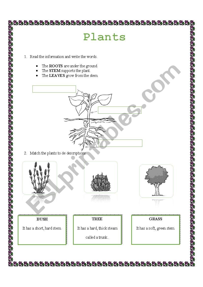 PLANTS worksheet