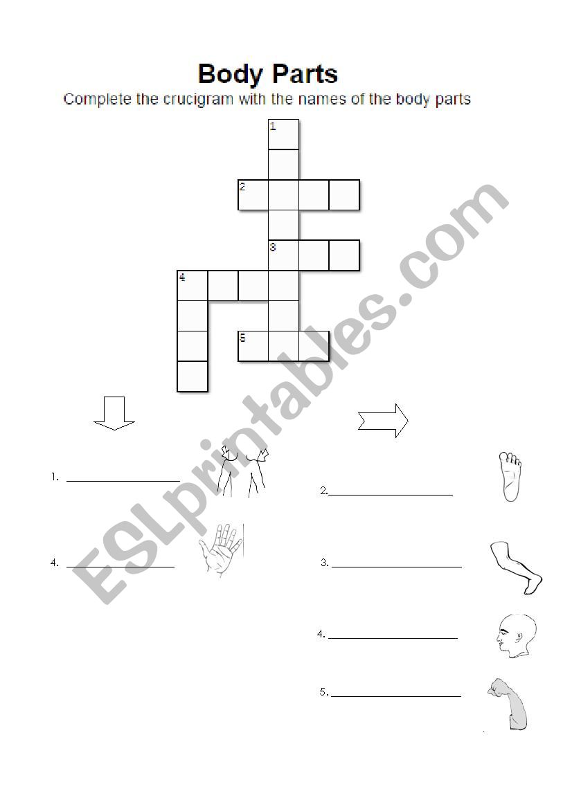 Crucigram parts of the body worksheet