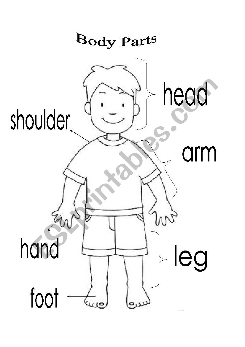 Body parts worksheet