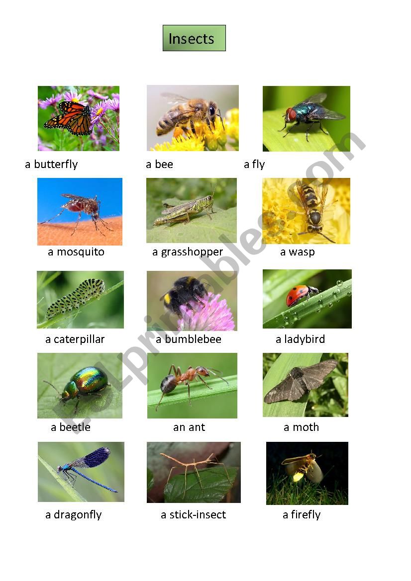 Insects worksheet