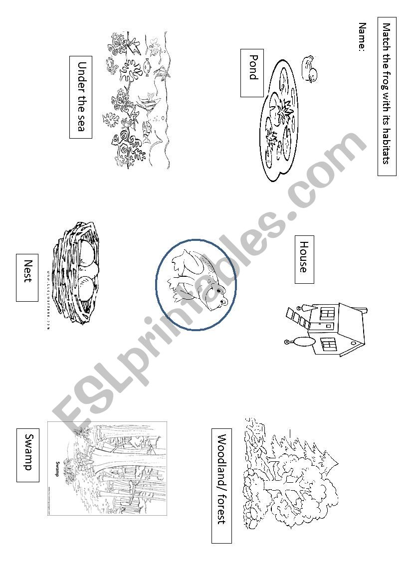 Habitats frog worksheet