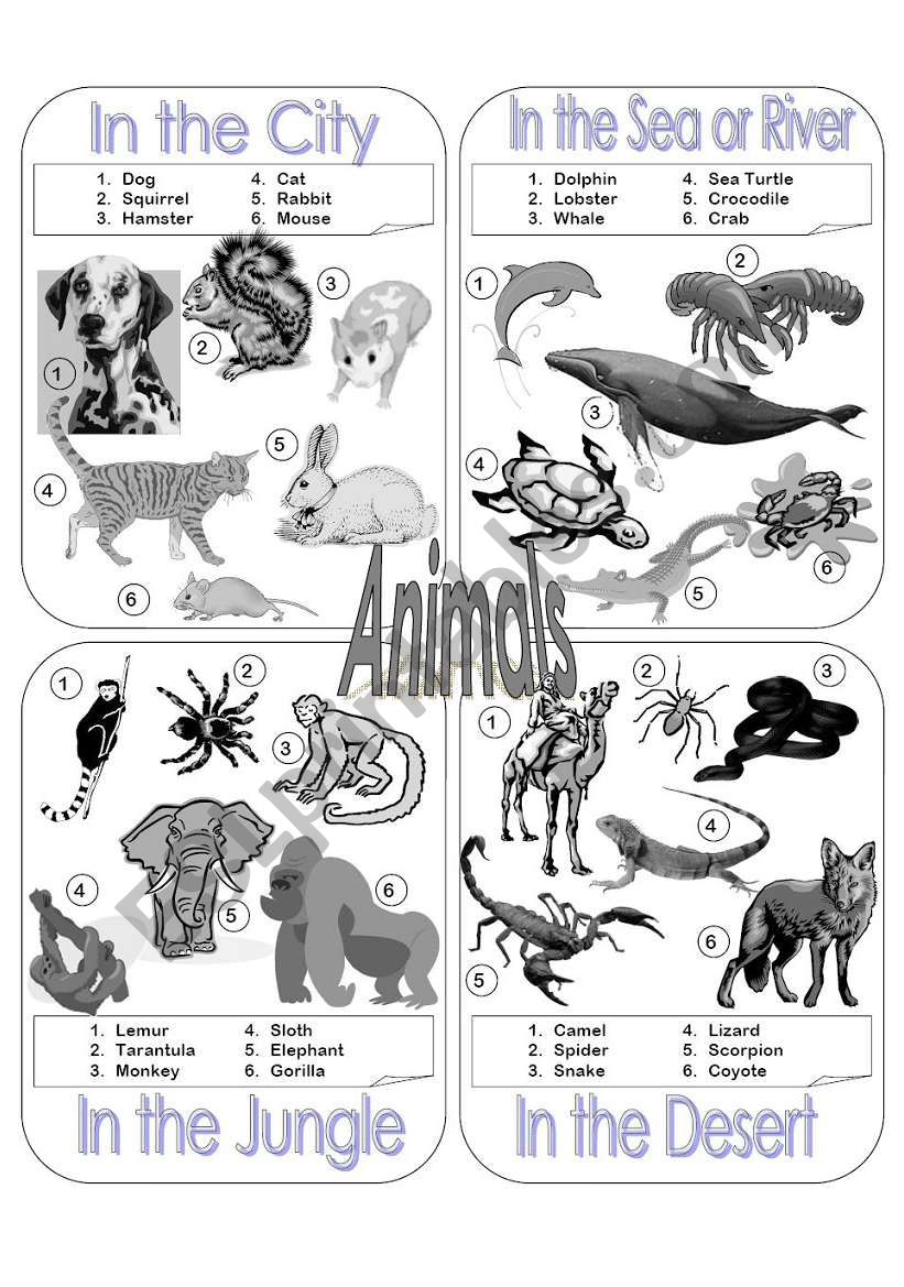 Animals Picture Dictionary Part 1 - Greyscale
