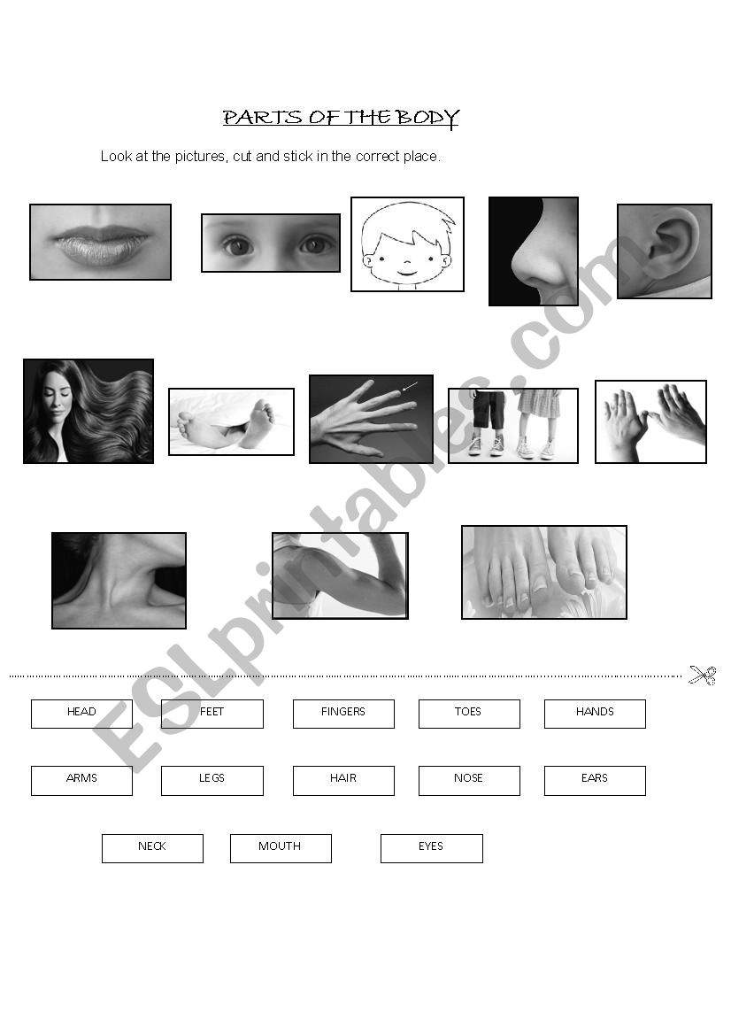 Body parts worksheet