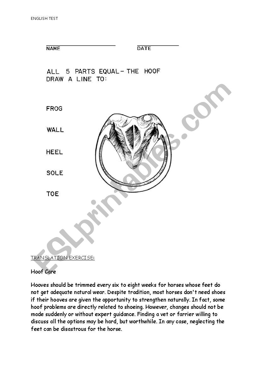 test on horses hooves anatomy and translation part