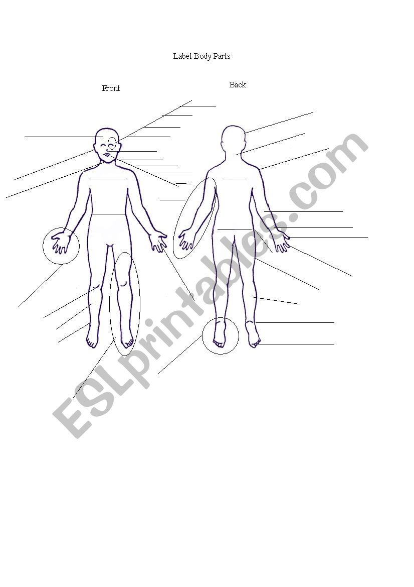 Body Parts Diagram with Word Search