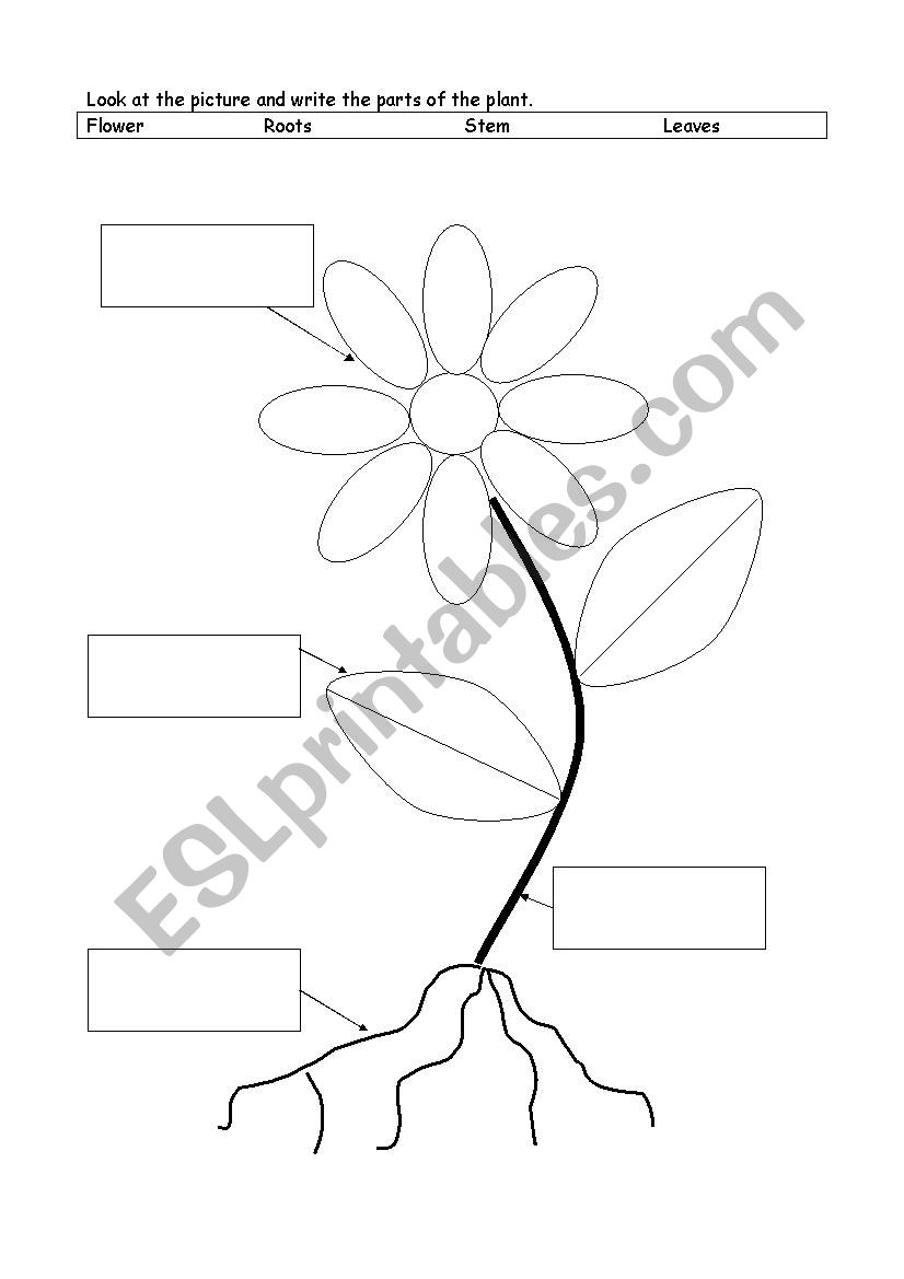 the parts of the plant ESL worksheet by Dasha87