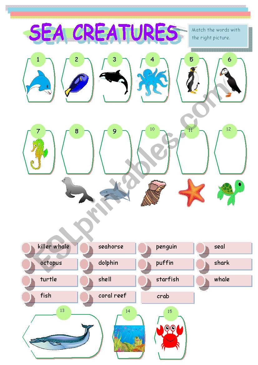 Sea creatures worksheet