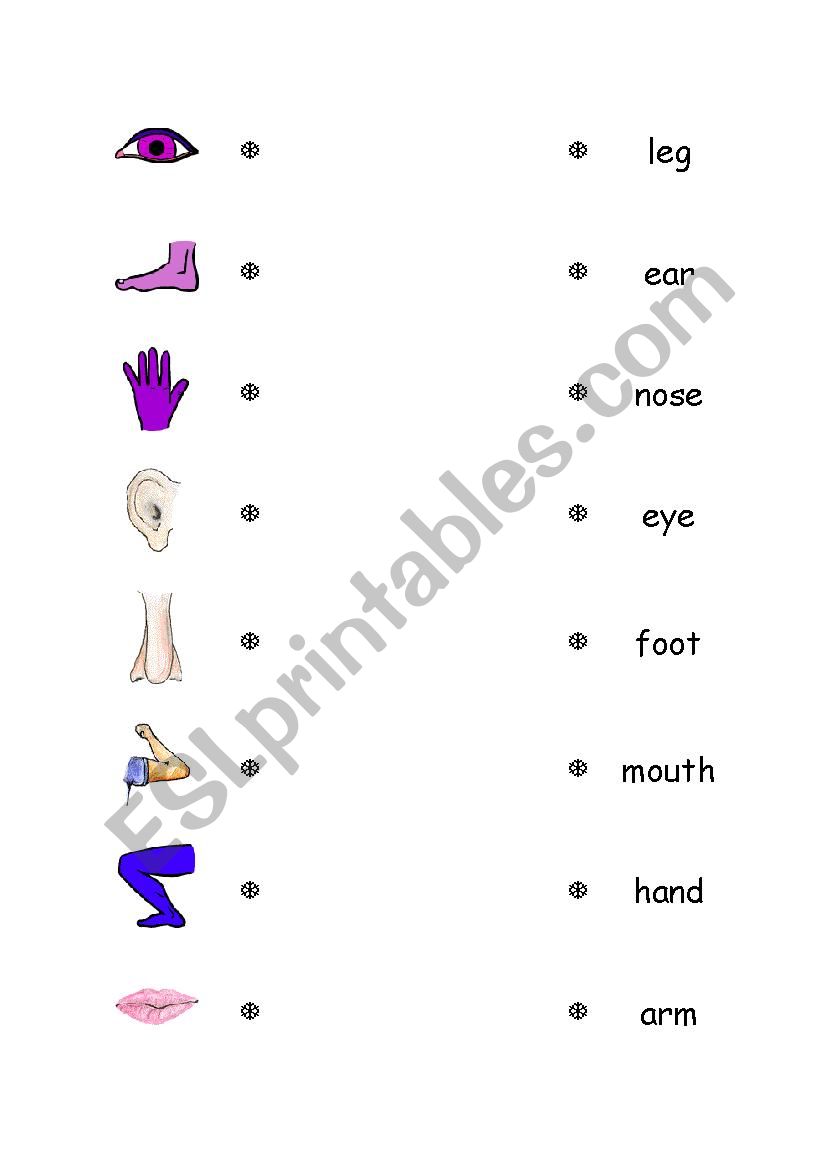 Body Parts Match worksheet