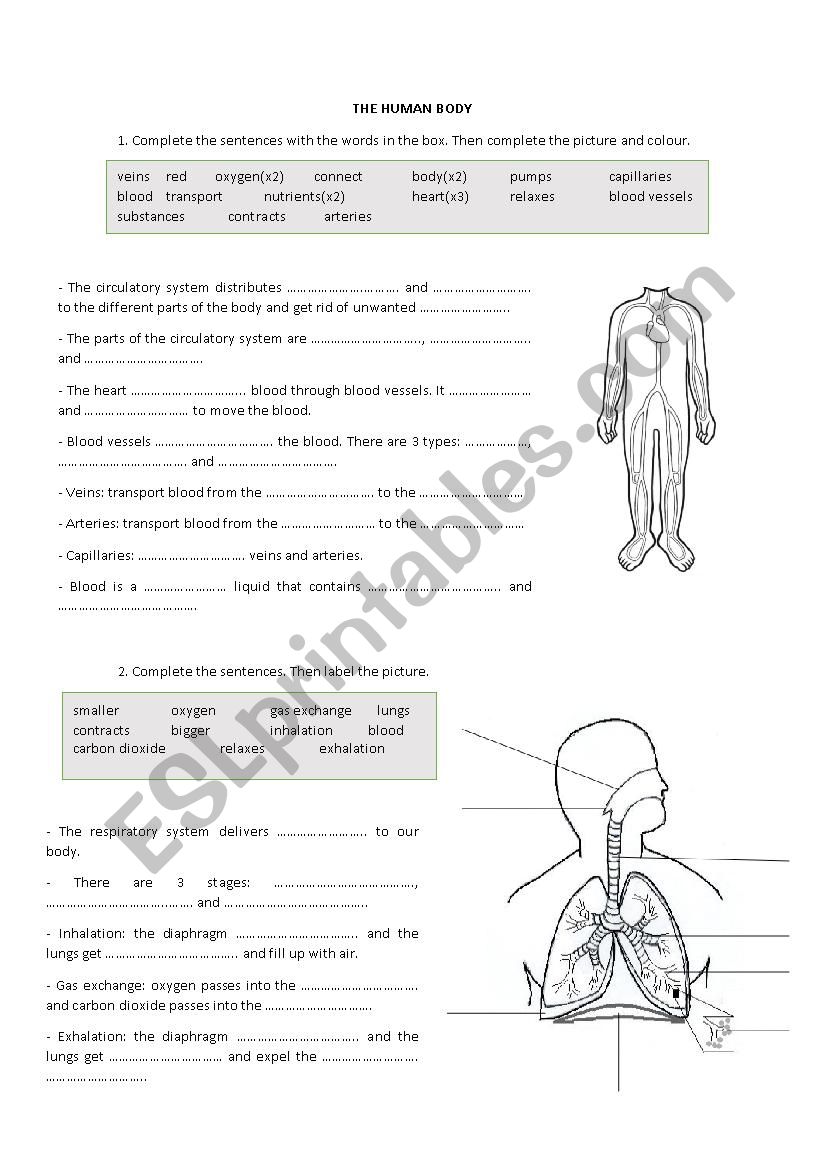 The human body worksheet