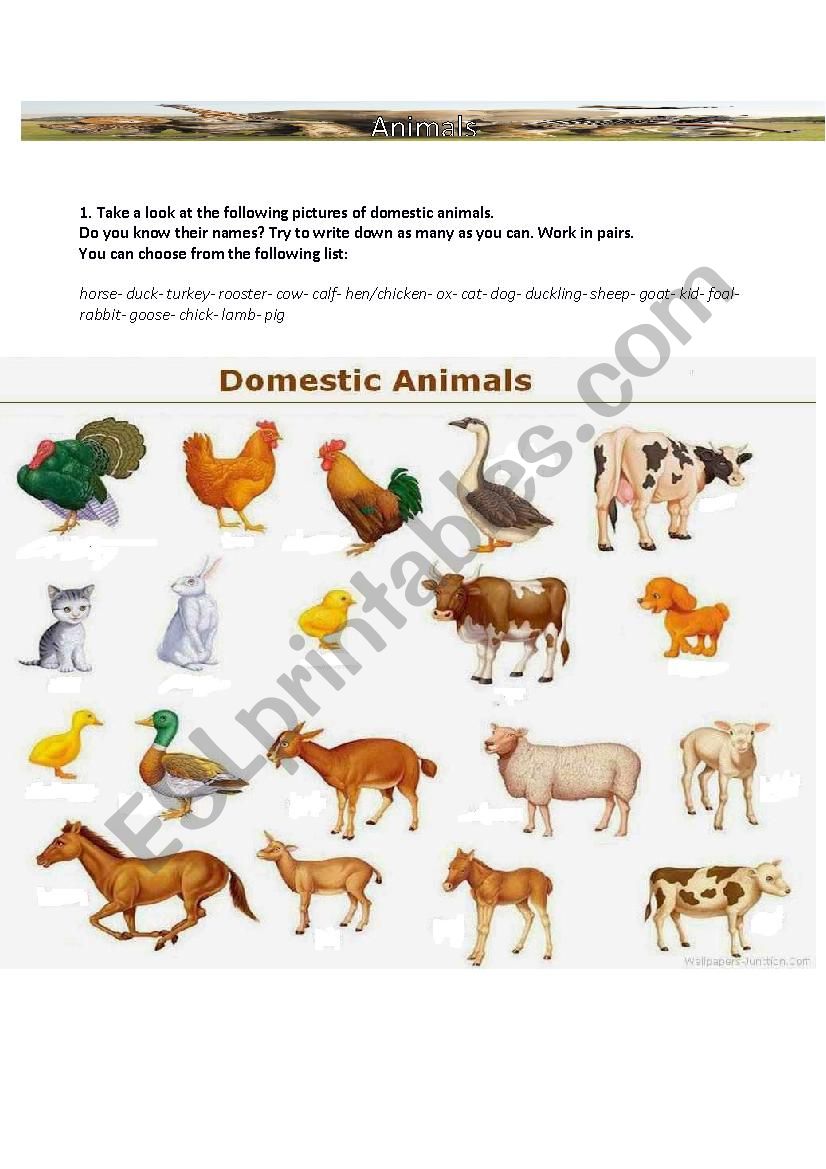 Domestic animals worksheet