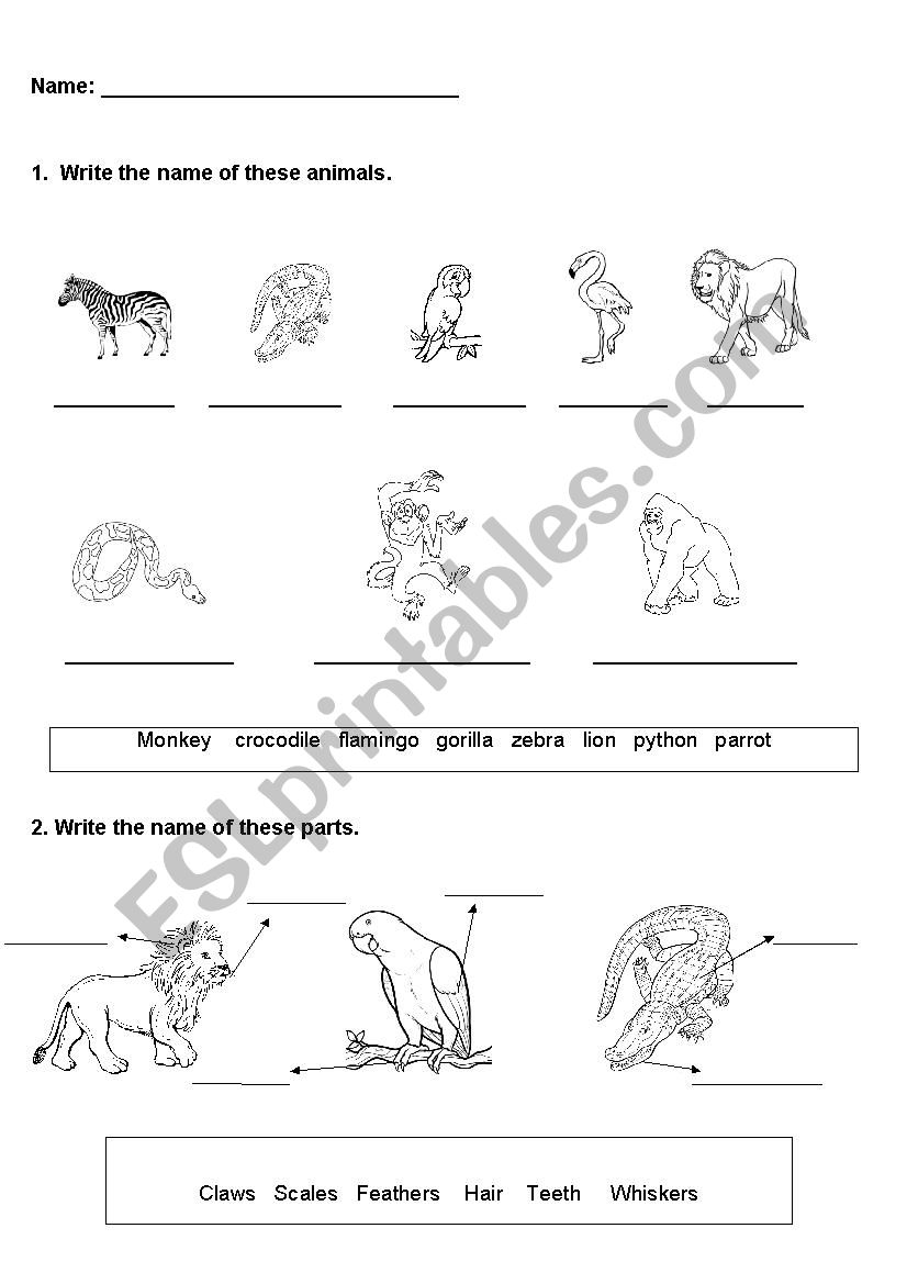 Wild animals worksheet