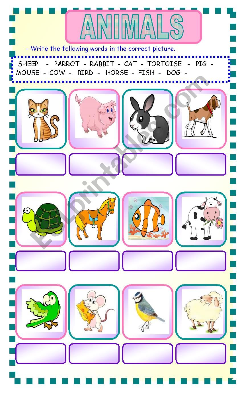 animals worksheet