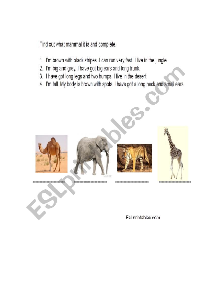 Animals worksheet