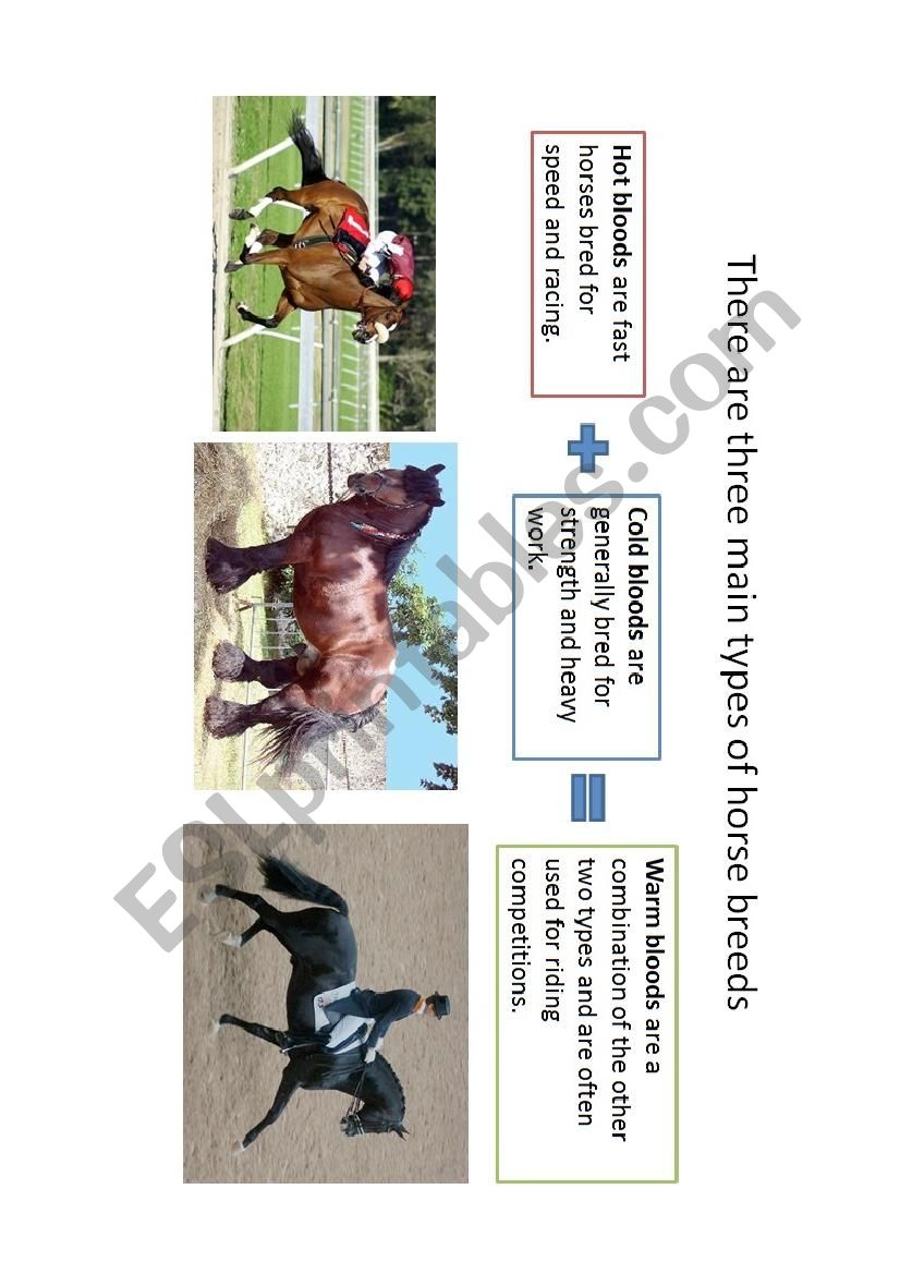 Breeds of horse worksheet