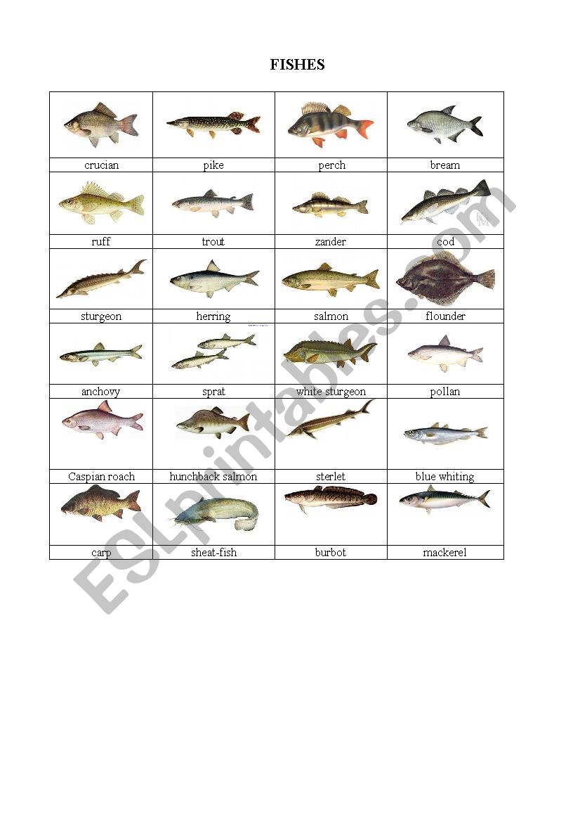 Fishes worksheet