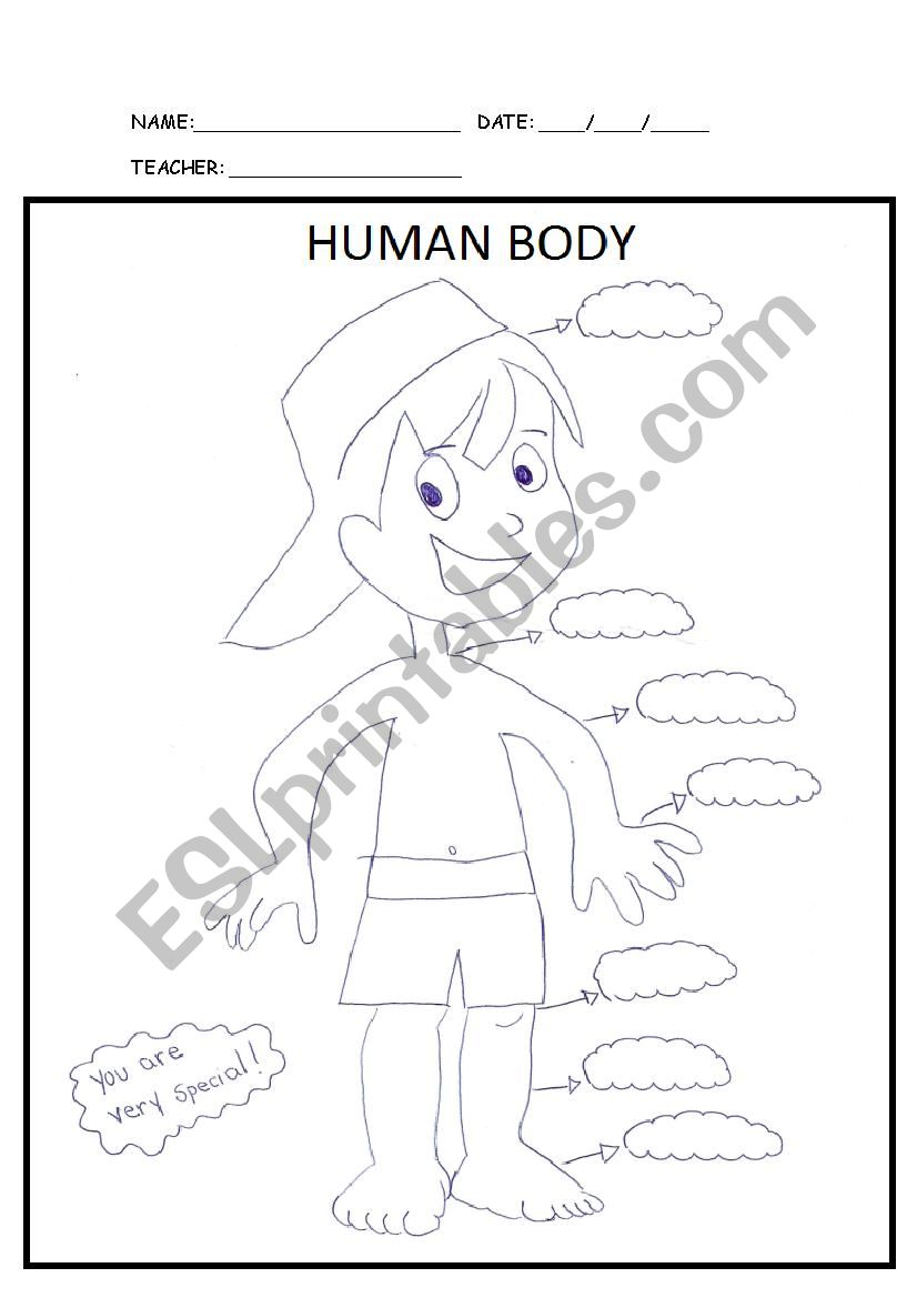 Human Body worksheet