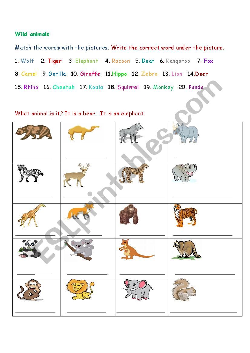 Animals worksheet