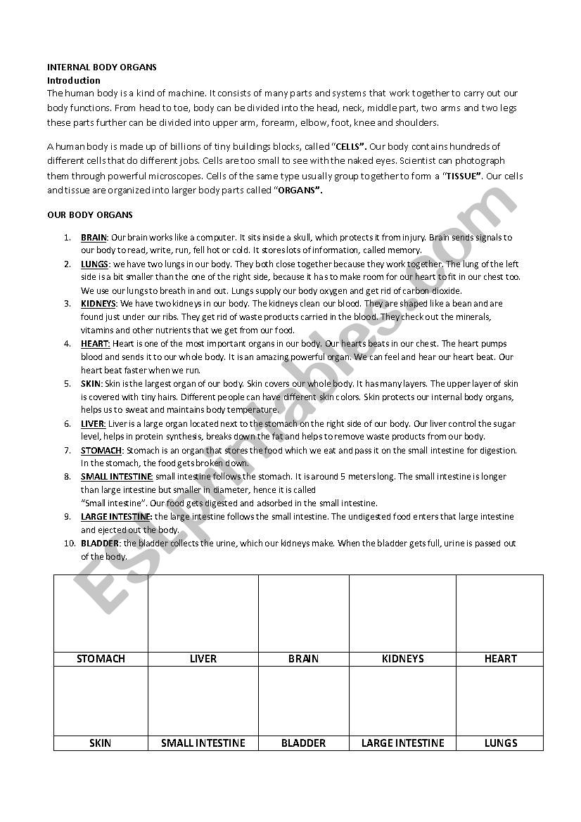 INTERNAL BODY ORGANS worksheet