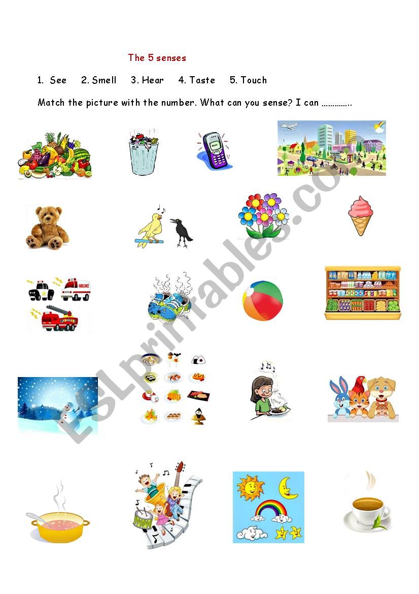 The 5 senses worksheet