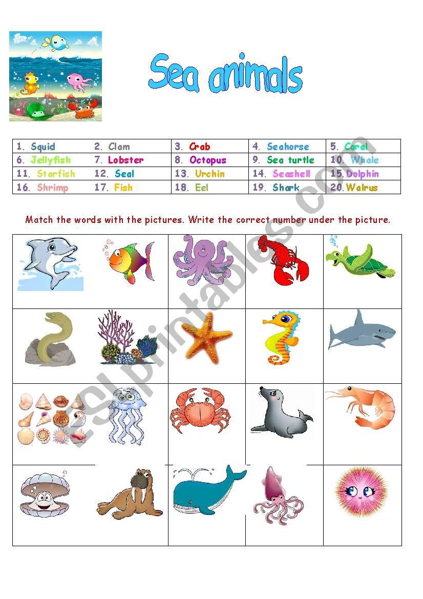 Sea animals worksheet