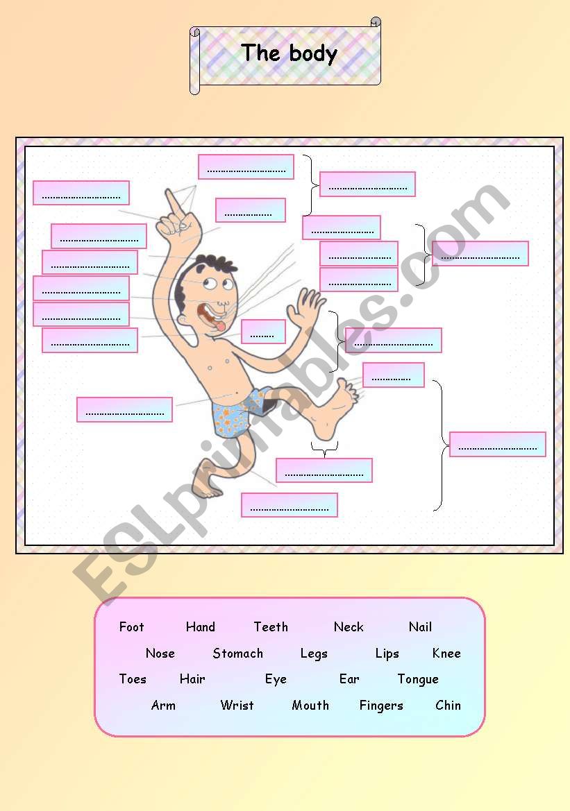 Body parts worksheet