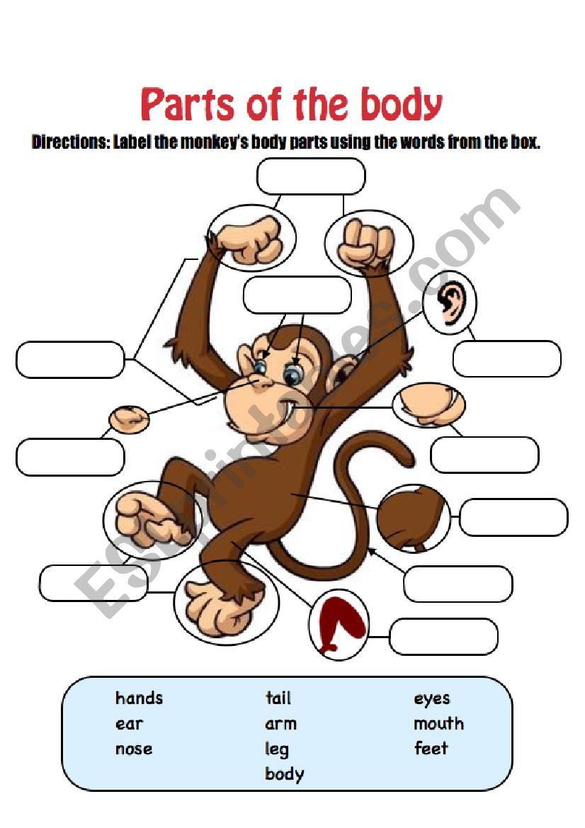 Monkey Body Parts worksheet