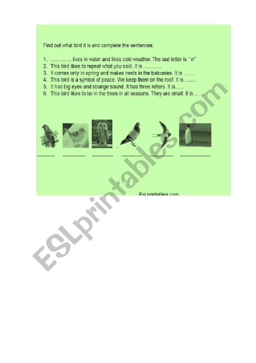 Birds worksheet