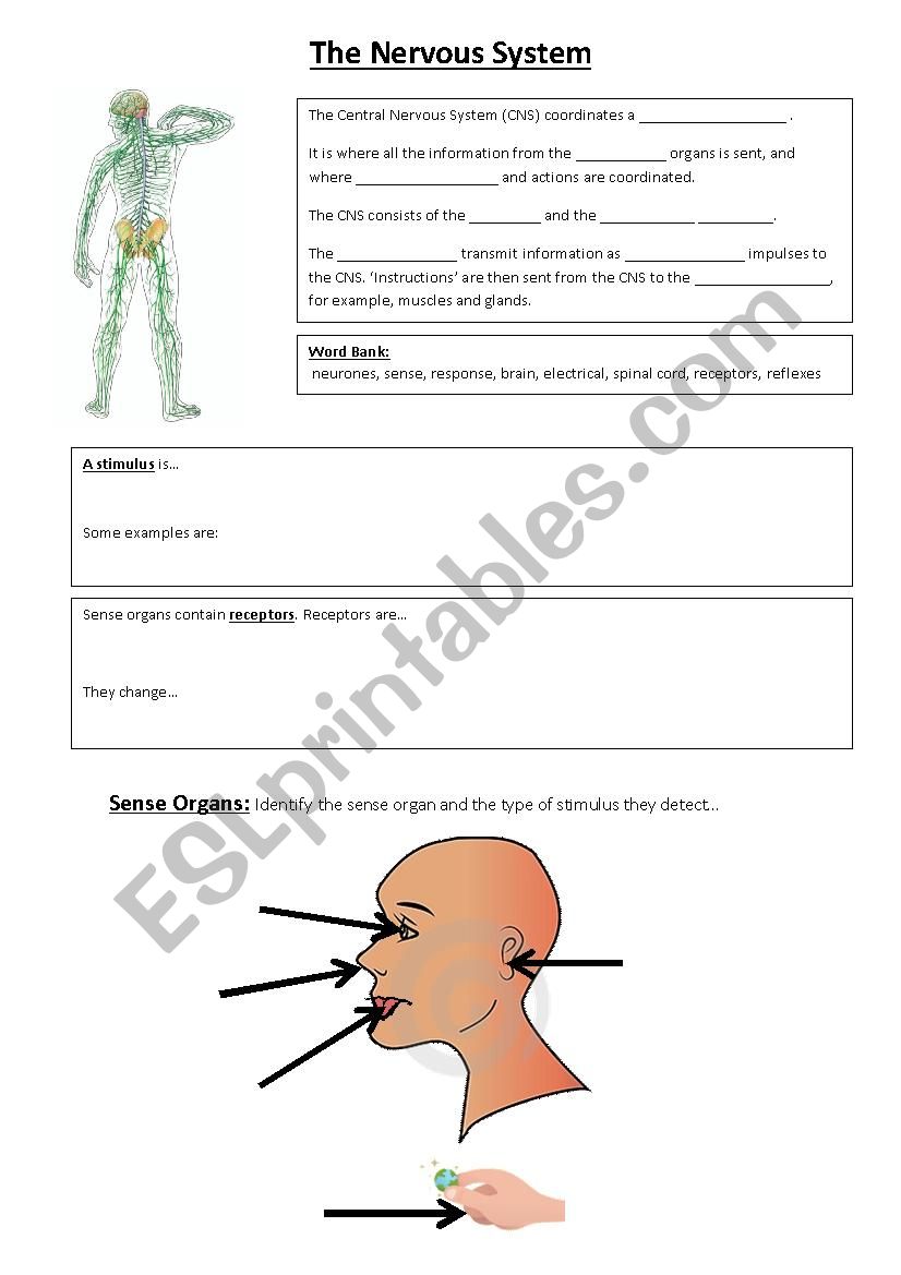 nervous system worksheet