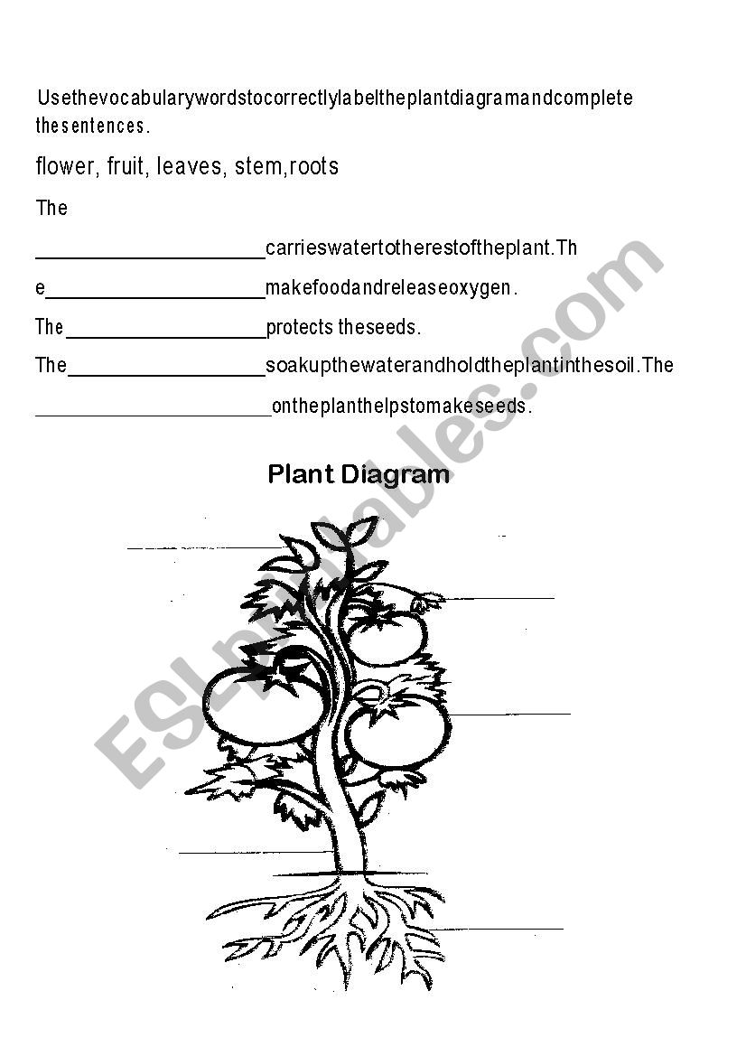 Plant Parts and Function worksheet