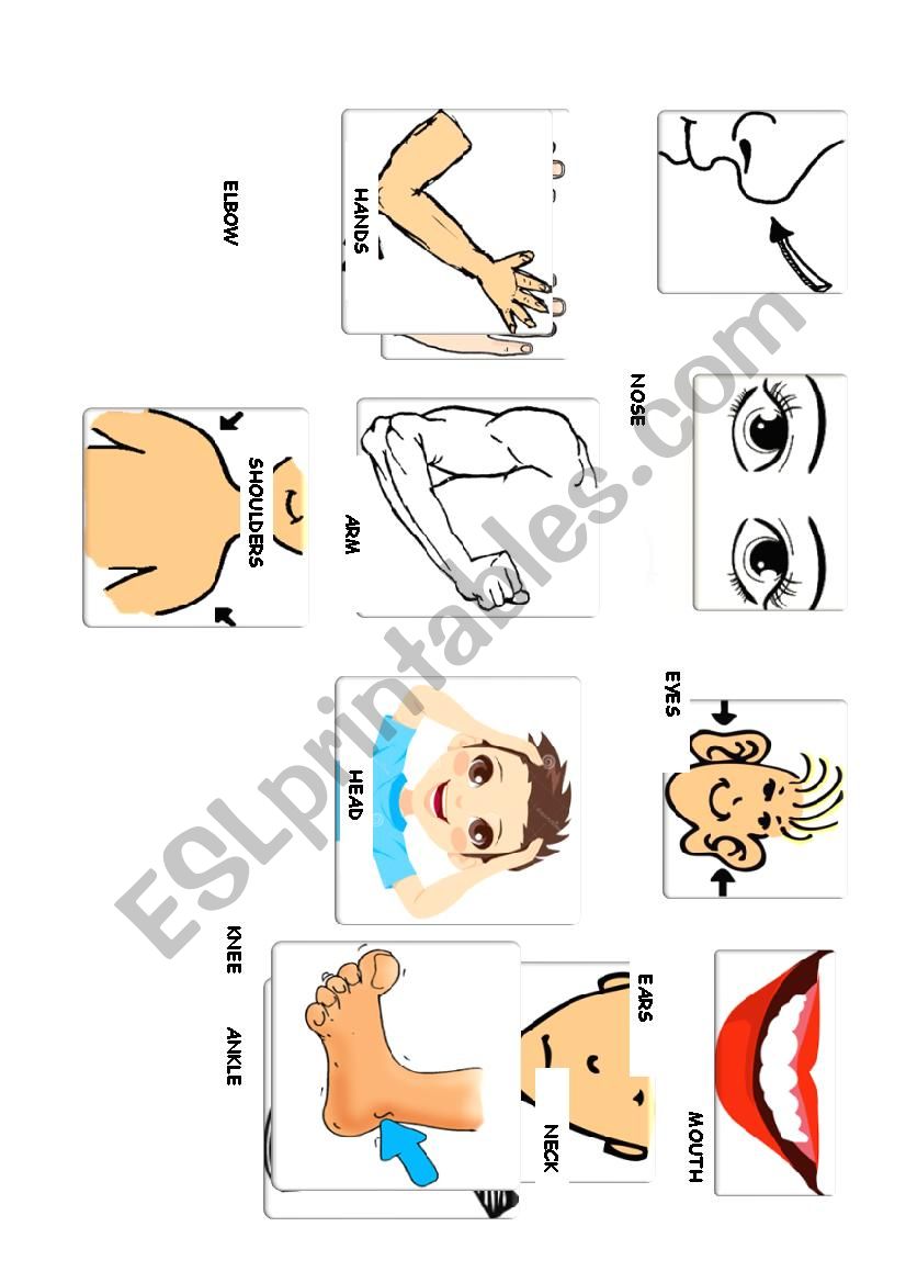 Body Parts Flash Cards worksheet