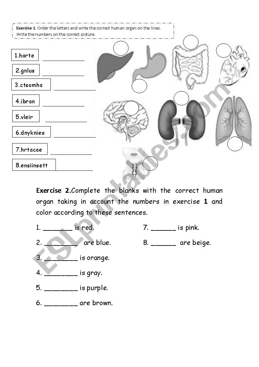 Human organs worksheet