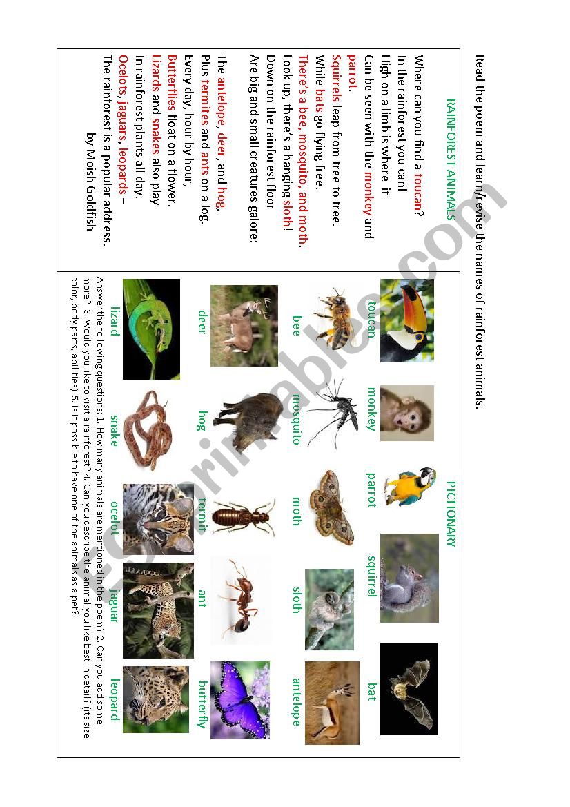 RAINFOREST ANIMALS - ESL worksheet by korova-daisy