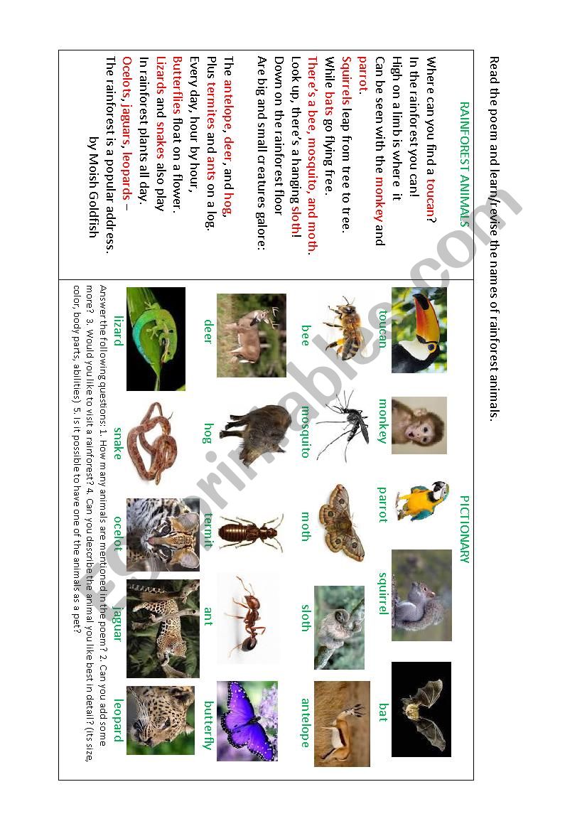 RAINFOREST ANIMALS worksheet