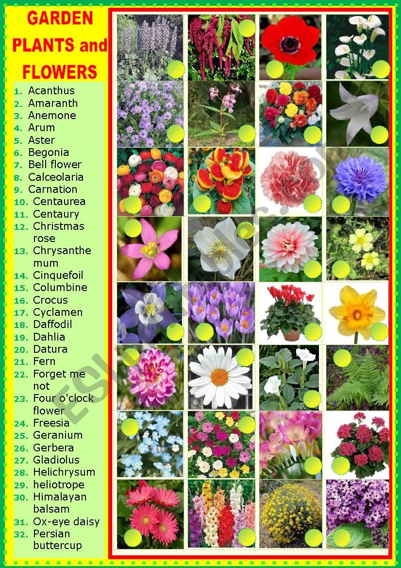 Garden plants and flowers worksheet