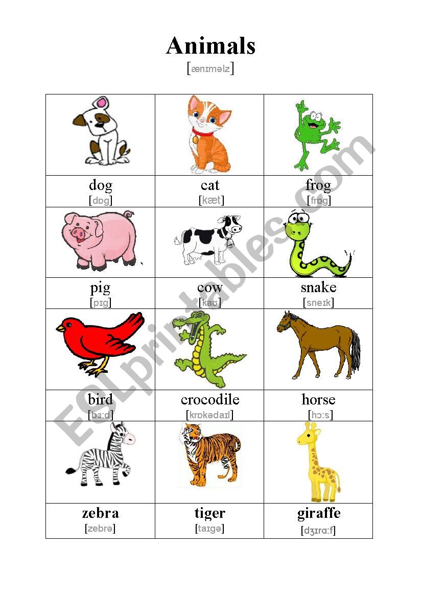 Animals worksheet