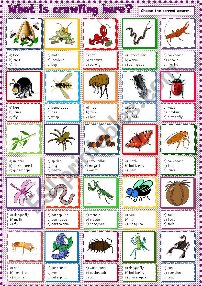 What is crawling here? worksheet