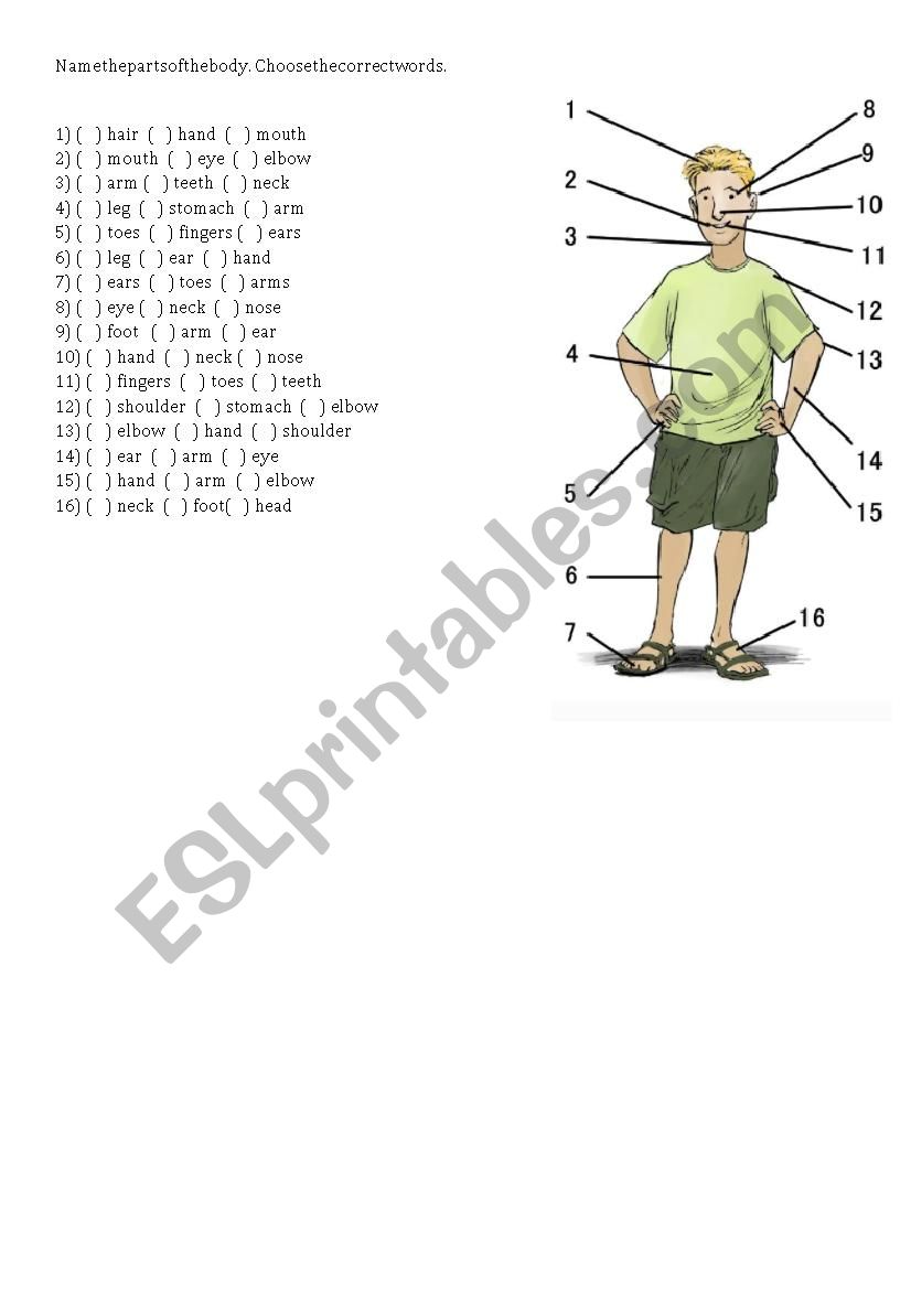 Name the parts of the body worksheet