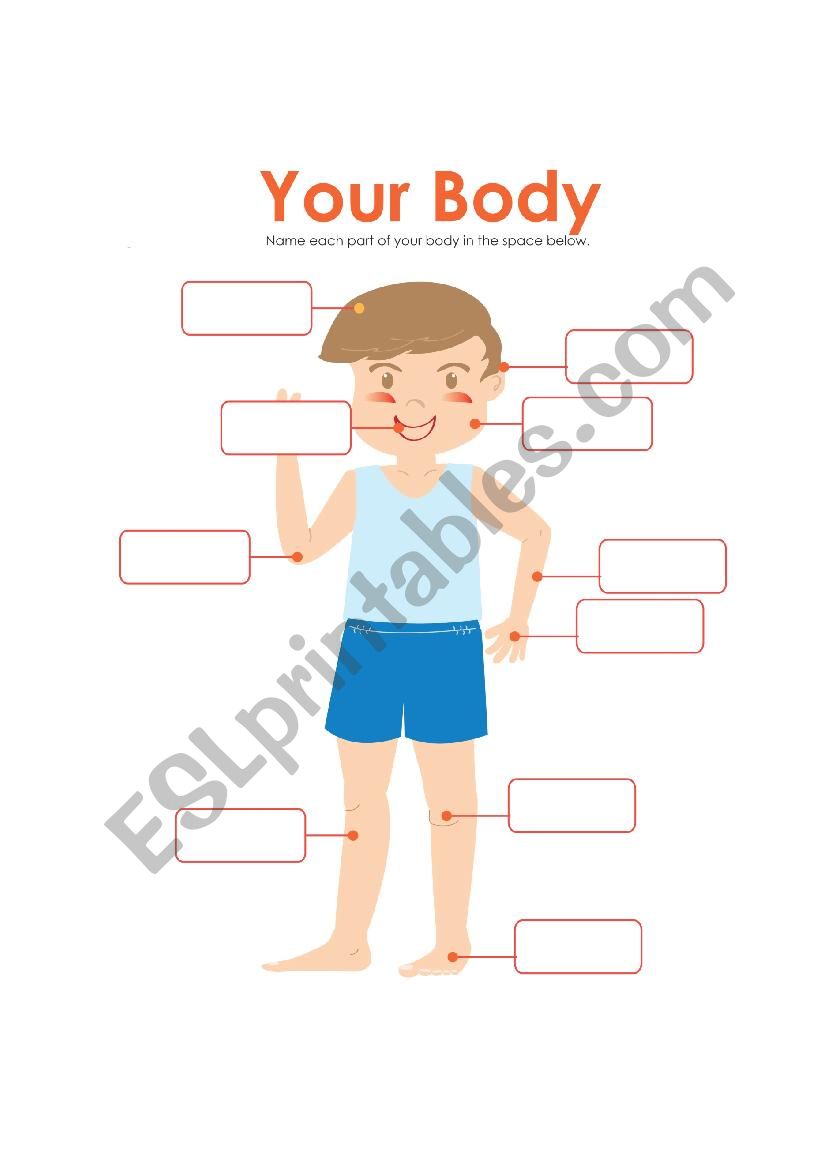 Parts human body worksheet