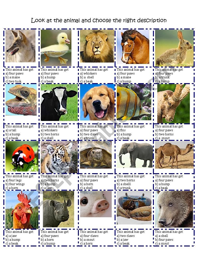 ANIMAL DESCRIPTION BODY PARTS MULTIPLE CHOICE