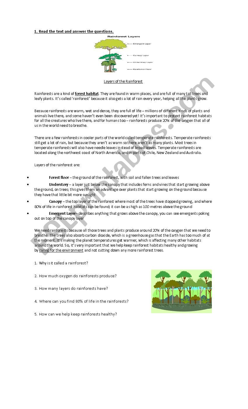 Layers of the rainforests  worksheet