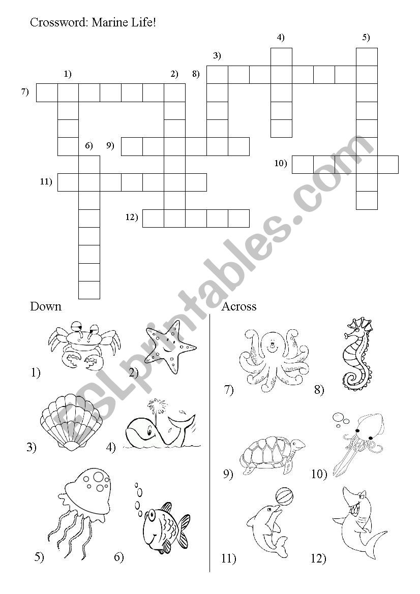 Under The Sea Marine Life Esl Worksheet By Falco