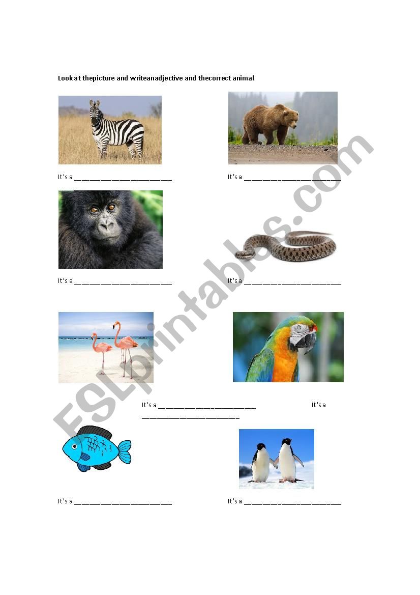 animal and adjective worksheet