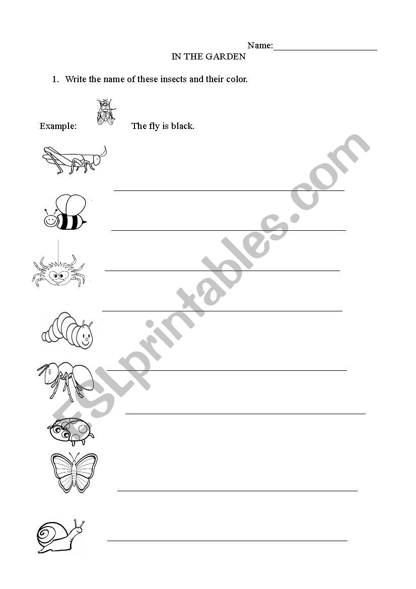 Insects worksheet