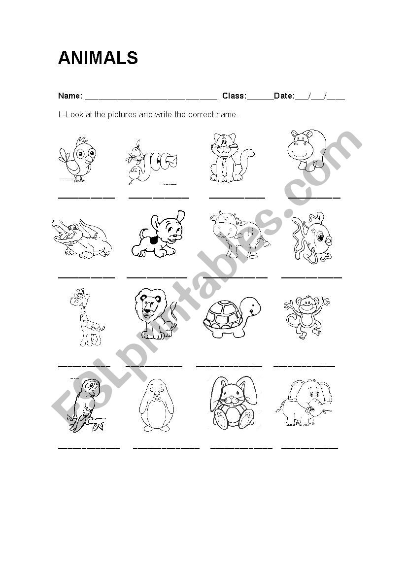 Animals  worksheet